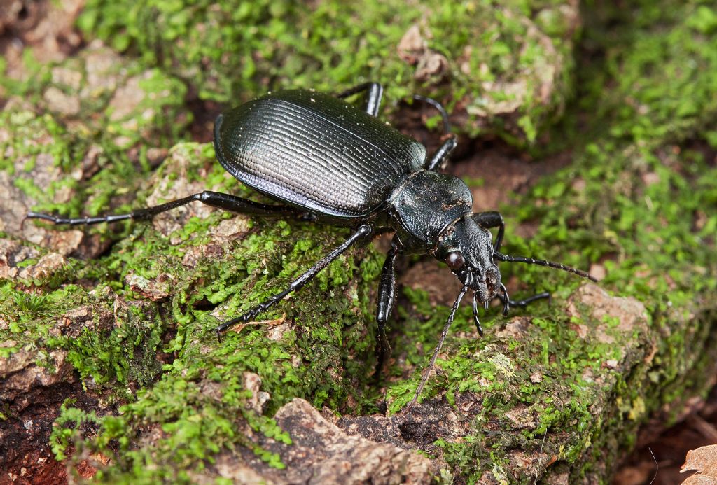 Calosoma inquisitor